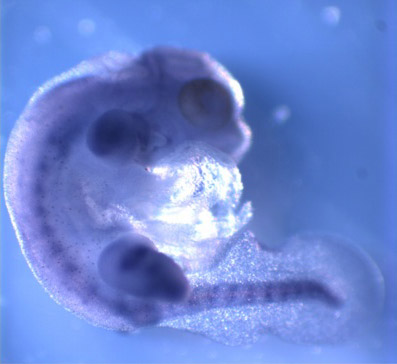 neuroembryology.com