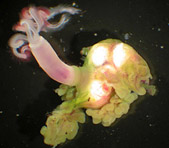 Odedax frankpressi