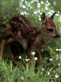 picture of victim of Game Conservancy Trust