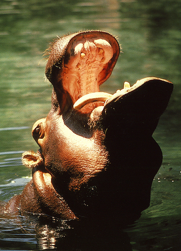 photograph of a hippopotamus