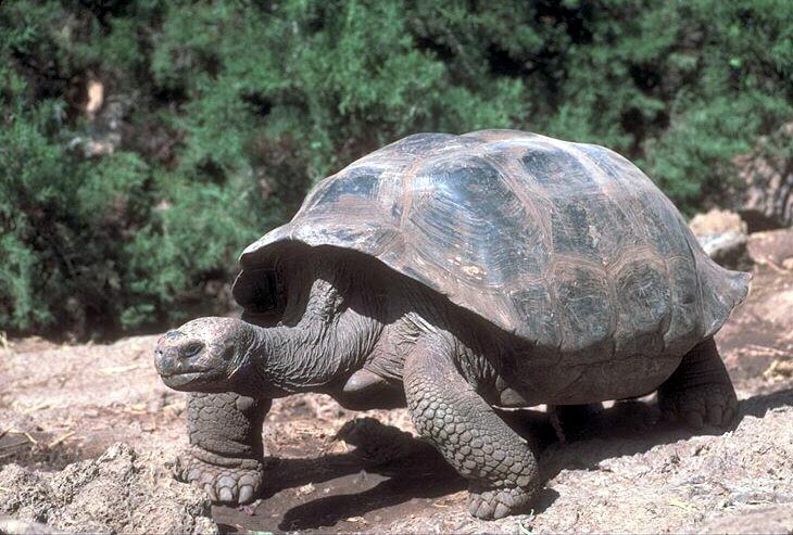 Lachlan the Tortoise