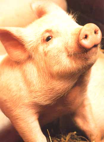 british meat: 'try a little tenderness'