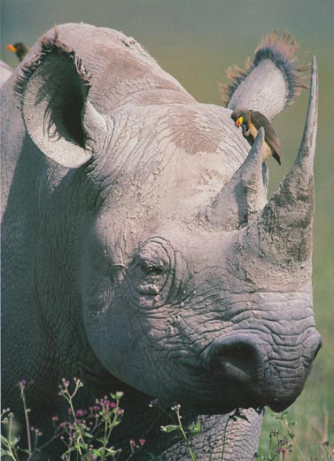 rhino and oxpecker