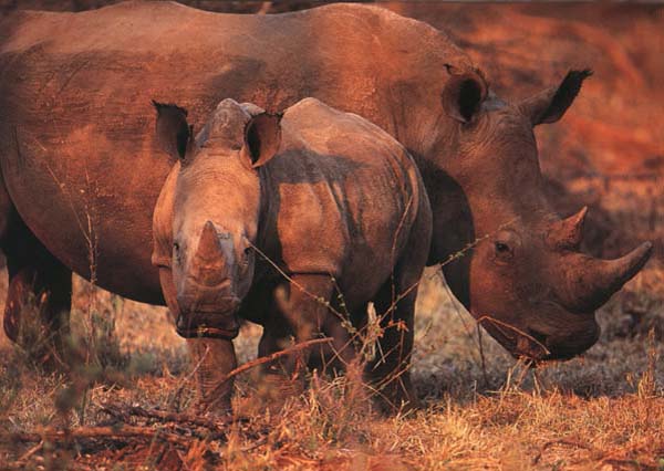 a pair of white rhinos