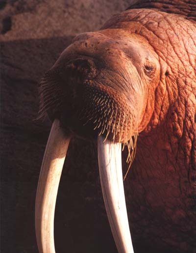 photograph of a walrus
