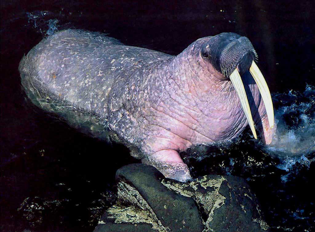 photograph of a walrus