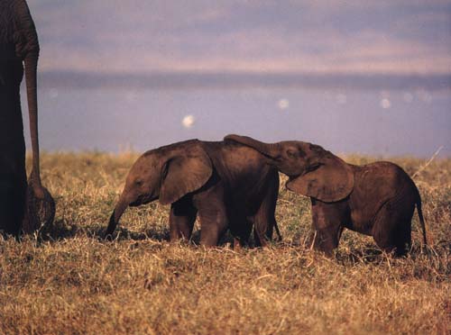 young African elephant calves at play