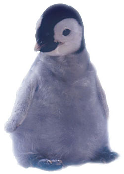 photo of emperor penguin chick