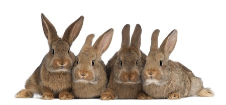 rabbits