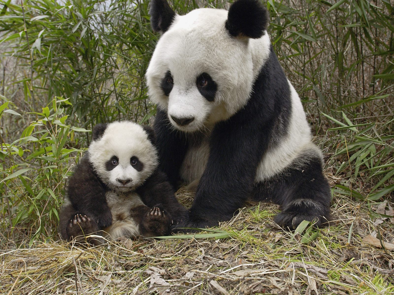 photograph of mother and baby