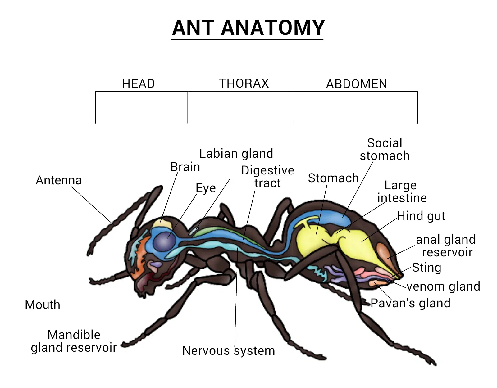 happy ant