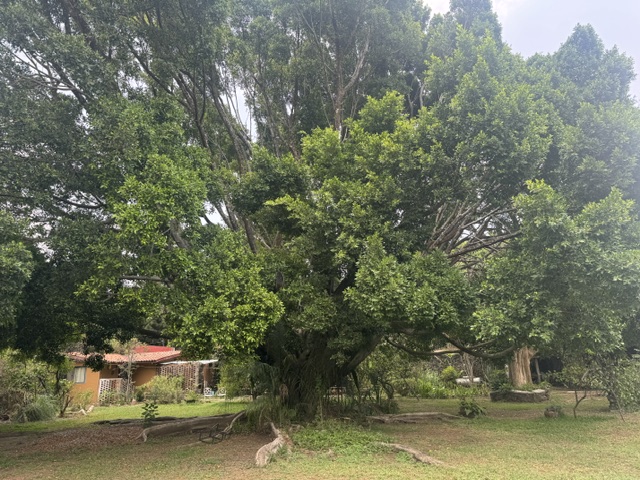 oak tree