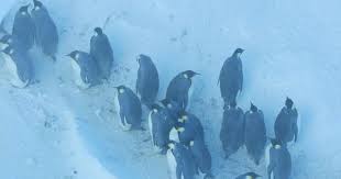 trapped penguins
