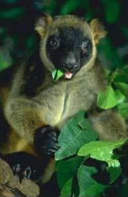 photograph of Lumholtz Tree kangaroo