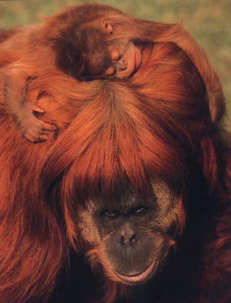 photograph of orang-utan mother and baby